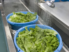 洗浄・加工した野菜を電解次亜水にさらして再度洗浄します。